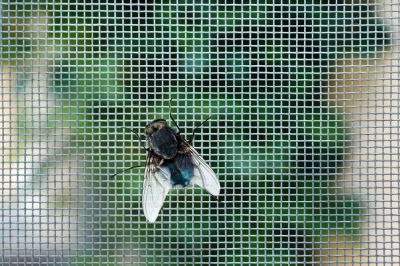 Keep Out Flies and Insects with Screen Door Repair!